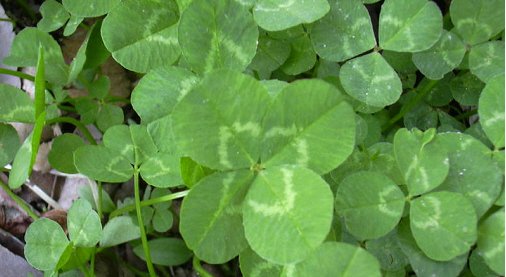 클로버(Clover) 